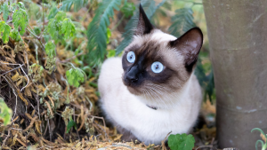 Laurence JOUIS - Photographe Laurence Jouis